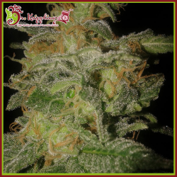 Incredible Bulk Auto - Dr Krippling Seeds