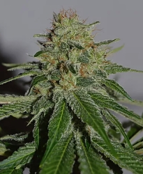 Crop Doctor - Cream of the Crop