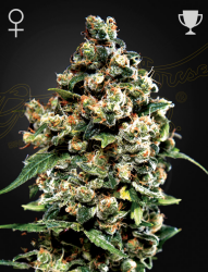 Jack Herer - GreenHouse Seeds