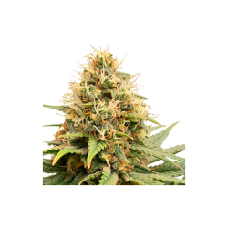 Crystal White Kush - Super Sativa Seed Club