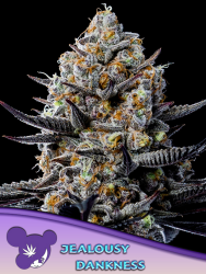 Jealousy Dankness - Anesia Seeds