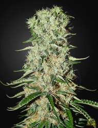 Damnesia - Green House Seeds