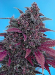 Dark Devil Autoflowering - Sweet Seeds