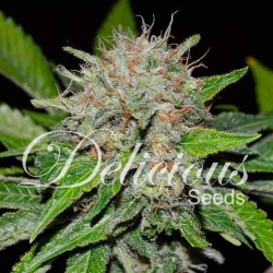 Deep Mandarine CBD - Delicious Seeds