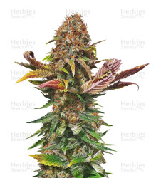 Florida Gaspack Samen feminisiert (Humboldt Seeds)