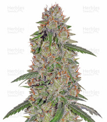 Pineapple Express feminisierte Samen (Barney's Farm)