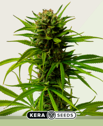 Kera Matic Autoflower - Kera Seeds