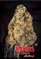 Diamond Queen Kush reg. - KC Brains