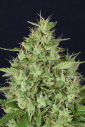 Don Star Dawg - Don Avalanche Seeds