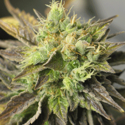 Double Diesel Ryder - Sagarmatha Seeds