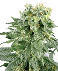 Double Gum Reg. - White Label Seeds