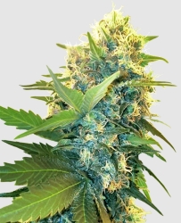 Double Kush Cake - Sensi Seeds