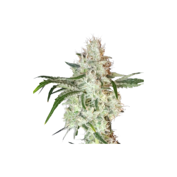 Lemon OG - Super Sativa Seed Club