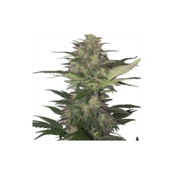 Magnum Auto - Buddha Seeds