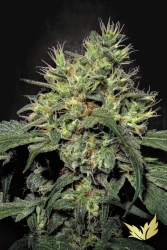 Dutch Dragon - Paradise Seeds