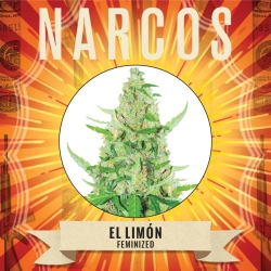 El Limón - Narcos Seeds