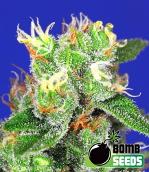 Medi Bomb #1 - Bomb Seeds