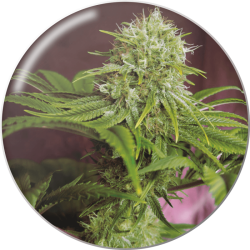 Elixir Vitae CBD - Medical Seeds