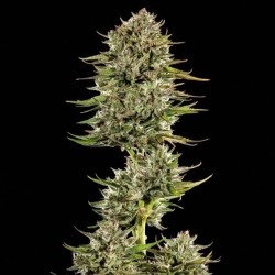 Face Gas AUTO - Trilogene Seeds