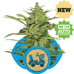 Fast Eddy CBD Auto - Royal Queen Seeds