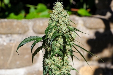 Nagual (NG-1) - Medical Marijuana Genetics