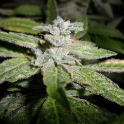 Fromage Blue - Pheno Finder Seeds