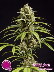 Fruity Jack / Jack The Frutero - Philosopher Seeds