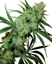 Fruity Juice Reg. - Sensi Seeds