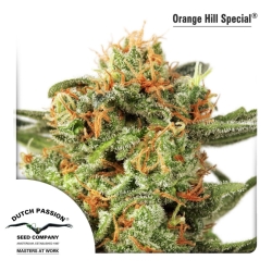 Orange Hill Special regulär - Dutch Passion