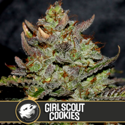 Girl Scout Cookies - BlimBurn Seeds