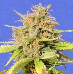 Girl Scout Cookies Auto - Original Sensible seeds