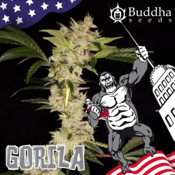 Gorilla - Buddha Seeds