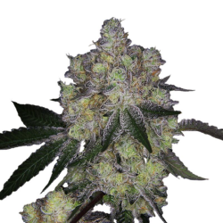 Purple Dosi Punch - Growers Choice