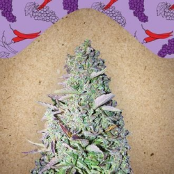 Purple Maroc - Female Seeds