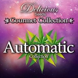 Gourmet Auto Mix 2 - Delicious Seeds