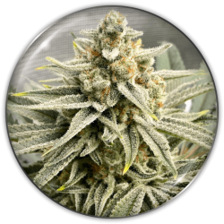 Grape Fuel - Medical Seeds