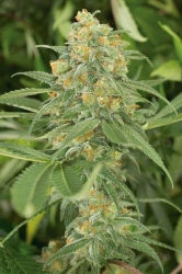 Geist OG Fast Flowering - Humboldt Seed Organization