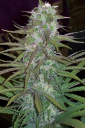 Green Mountain Grape Reg. - ACE Seeds