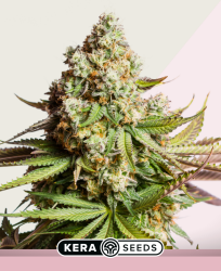 Amnesia Haze - Kera Seeds