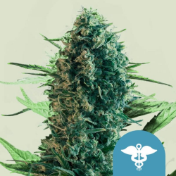 Royal Medic - Royal Queen Seeds