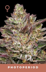 Guzzlerz - Humboldt Seeds Company