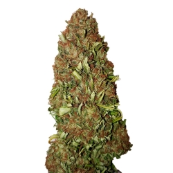 Harlequin (0,4/20) - CBD+ Buds