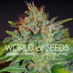 Skunk 47 - World of Seeds