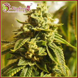 Sour Tang Kripple - Dr Krippling Seeds