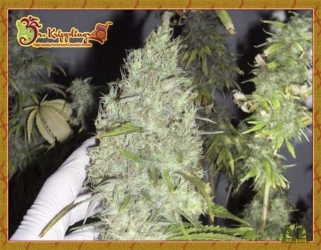 Incredible Bulk - Dr Krippling Seeds