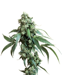 Jack Flash reg. - Sensi Seeds