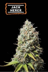 Jack Herer - Seedstockers