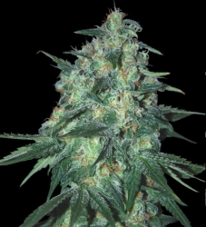 Jekyll passion - Samsara Seeds