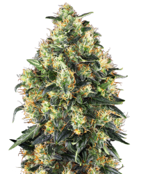 Super Skunk Auto - Sensi Seeds