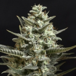 Sweet Bilbo - Genehtik Cannabis Seeds